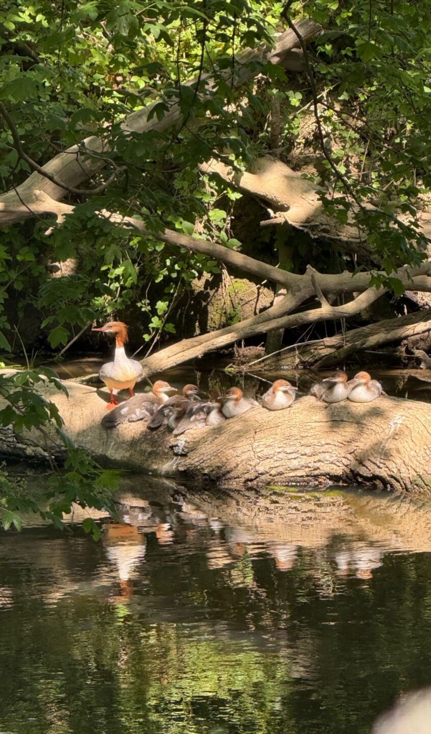 Goosander family (T Yeomans).
