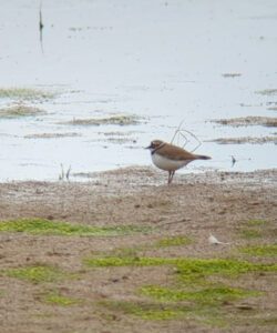 Little Ringed Plover, Burpham Water Meadows (P Davy).
