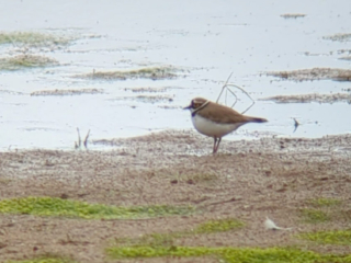 Little Ringed Plover, Burpham Water Meadows (P Davy).