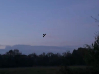 Nightjar, Thundry Meadows (P Howse).