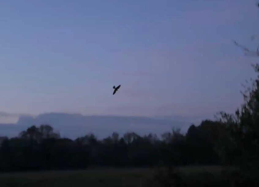 Nightjar, Thundry Meadows (P Howse).