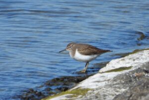 Common Sandpiper, Island Barn Reservoir (J Snell).