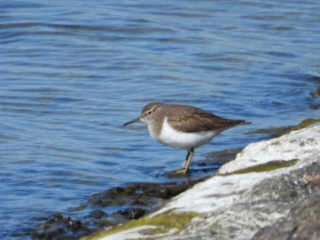 Common Sandpiper, Island Barn Reservoir (J Snell).