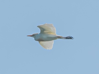 Cattle Egret, Tice's Meadow (C Varndell).