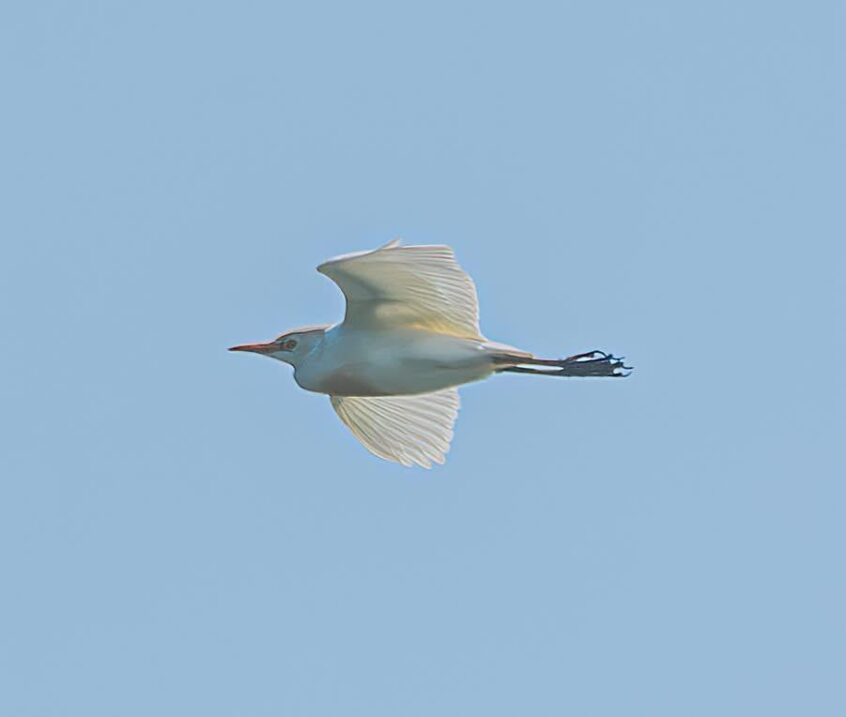 Cattle Egret, Tice's Meadow (C Varndell).