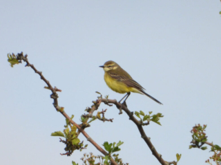 Yellow Wagtail, Stoke D'Abernon (J Snell).