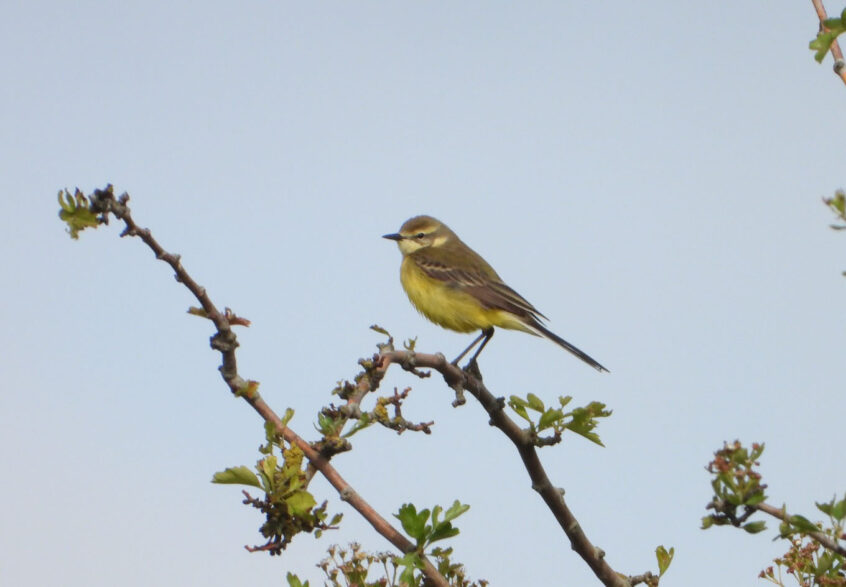 Yellow Wagtail, Stoke D'Abernon (J Snell).