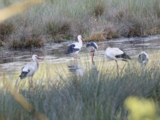 White Storks, Burpham Water Meadows (K Britten).