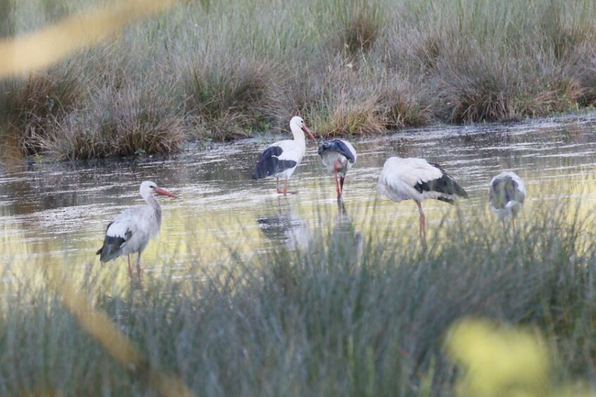 White Storks, Burpham Water Meadows (K Britten).