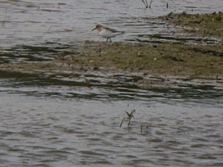 Sanderling, Beddington Farmlands (D Bulling).
