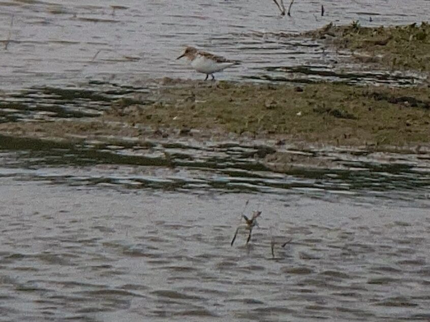 Sanderling, Beddington Farmlands (D Bulling).