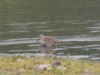 Dunlin, Unstead SF (K Britten).
