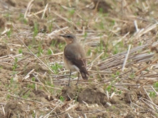 Wheatear, Burgh Heath (P Goodman).