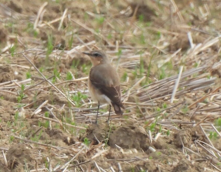 Wheatear, Burgh Heath (P Goodman).