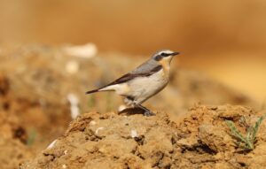 Wheatear, Holmethorpe SP (G Hay).