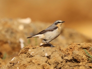 Wheatear, Holmethorpe SP (G Hay).
