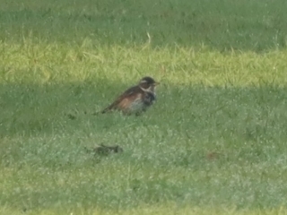 Redwing, Holmethorpe SP (G Hay).