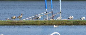 Great Black-backed Gull, Mercers CP (G Hay).