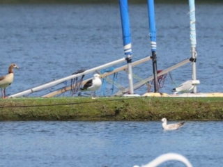 Great Black-backed Gull, Mercers CP (G Hay).