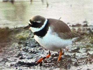 Ringed Plover, Thursley Common (D Brassington).