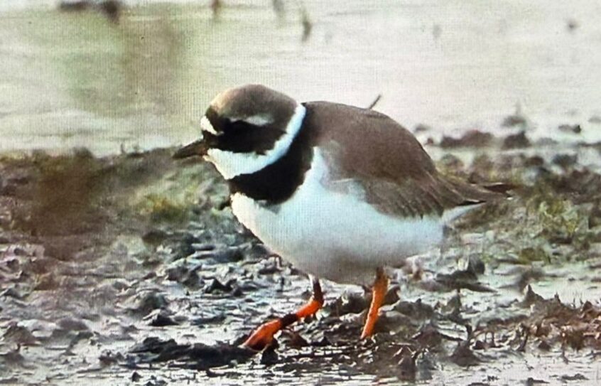 Ringed Plover, Thursley Common (D Brassington).