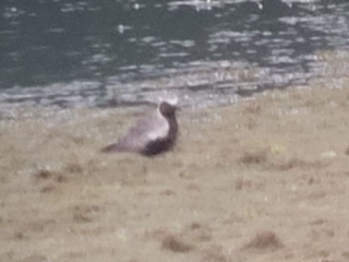 Grey Plover, Tice's Meadow (K Duncan).