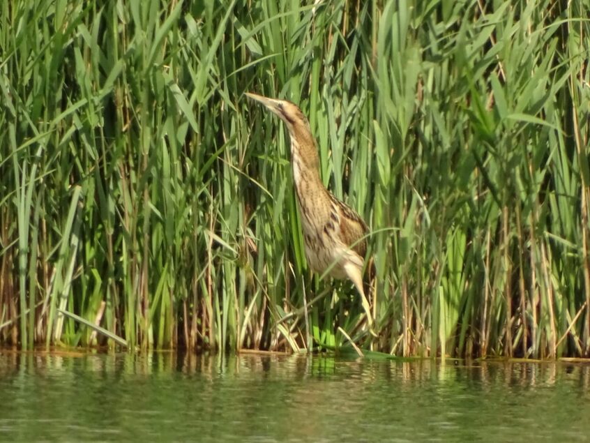 Bittern, London Wetland Centre (D Wells).