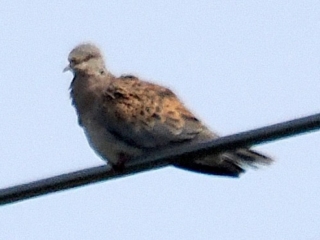 Turtle Dove, Thursley Common (J Chan).