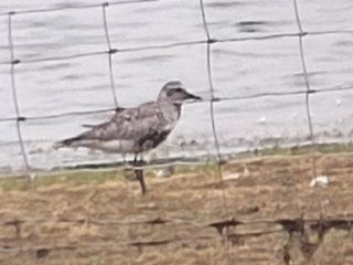 Grey Plover, Tice's Meadow (K Duncan).