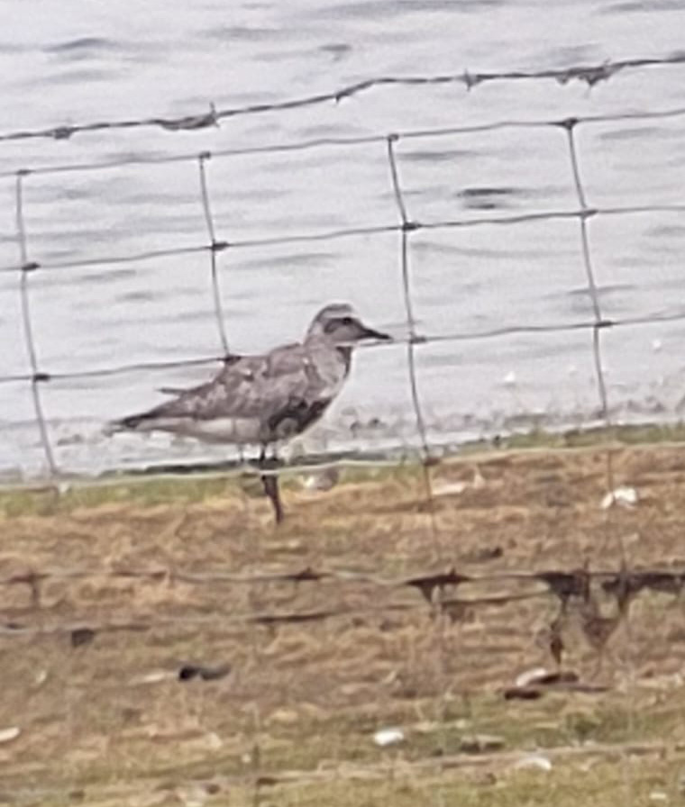 Grey Plover, Tice's Meadow (K Duncan).