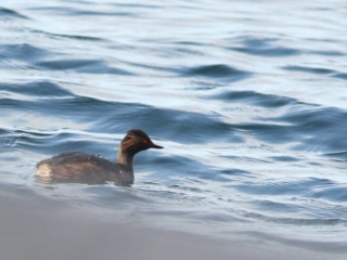 Black-necked Grebe, Island Barn Reservoir (D Harris).