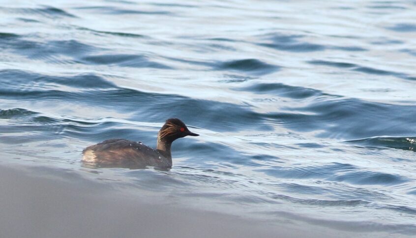 Black-necked Grebe, Island Barn Reservoir (D Harris).