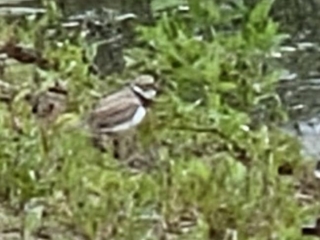 Little Ringed Plover, Unstead SF (J Parr).