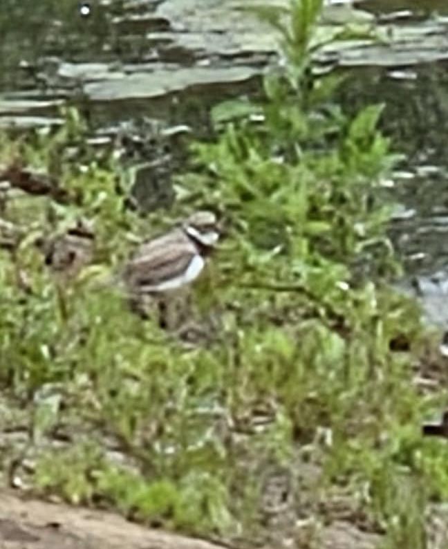 Little Ringed Plover, Unstead SF (J Parr).