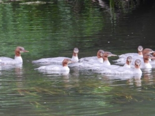 Goosander, Leatherhead (J Snell).