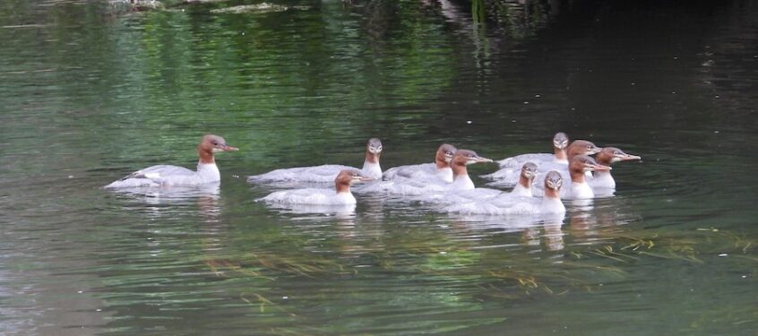 Goosander, Leatherhead (J Snell).