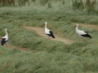 White Storks, Capel (W Attridge).
