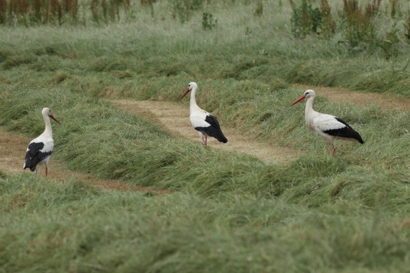 White Storks, Capel (W Attridge).