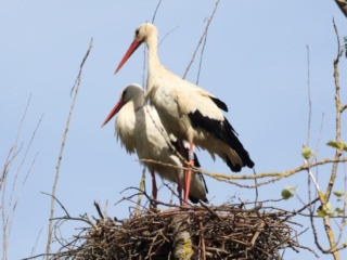 White Storks, Jacobs Well (D Harris).