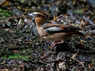 Hawfinch, Effingham Forest (T Gibson).