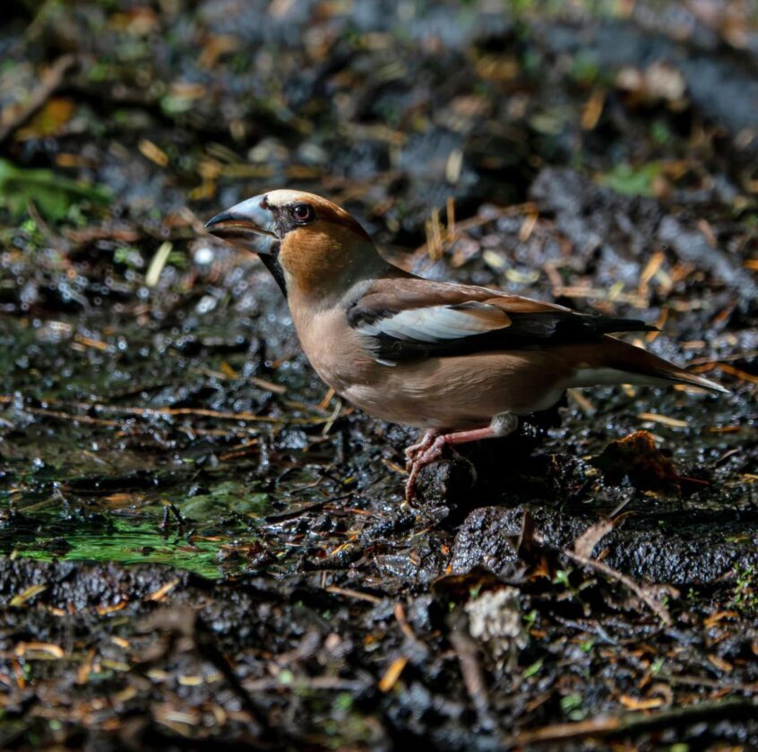 Hawfinch, Effingham Forest (T Gibson).