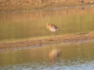 Black-tailed Godwit, Tice's Meadow (K Duncan).