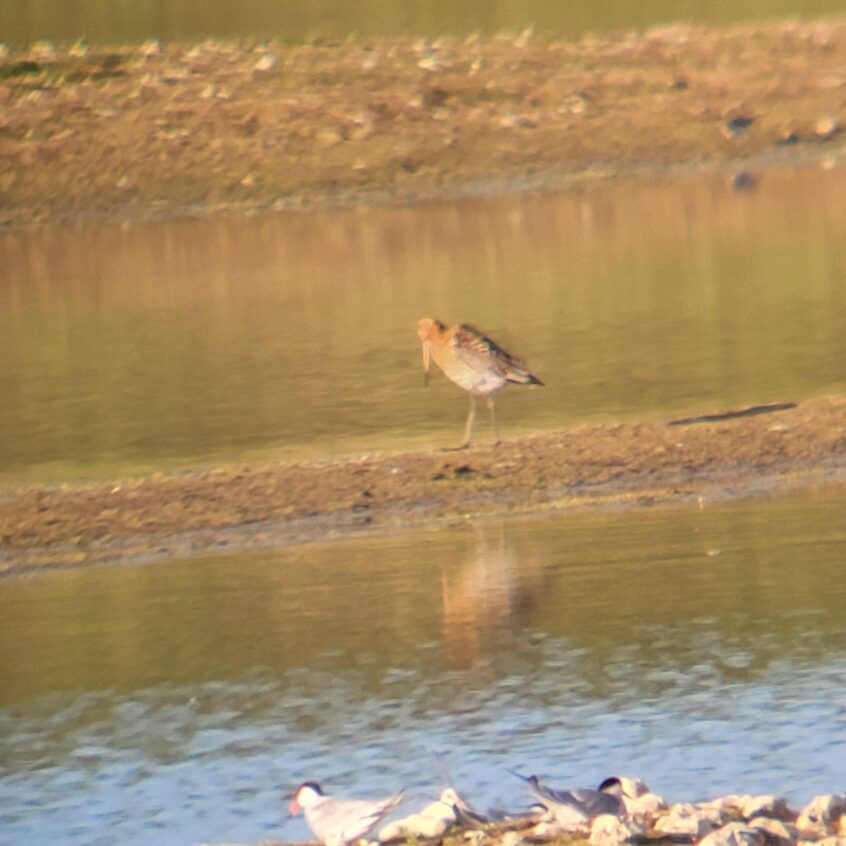 Black-tailed Godwit, Tice's Meadow (K Duncan).