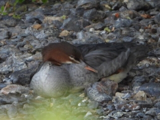 Goosander, Downside (J Snell).