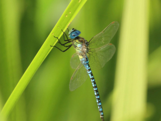 Southern Migrant Hawker, Holmethorpe SP (G Hay).