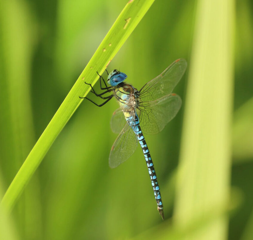 Southern Migrant Hawker, Holmethorpe SP (G Hay).