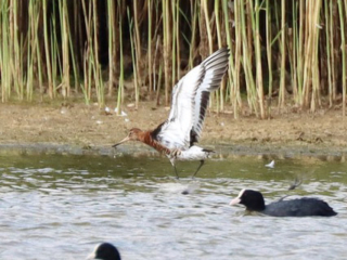 Black-tailed Godwit, Holmethorpe SP (G Hay).