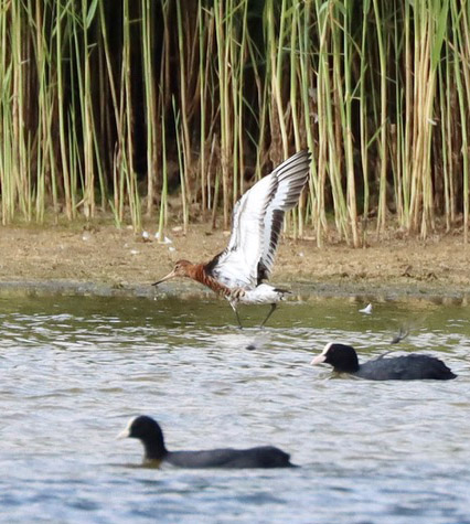 Black-tailed Godwit, Holmethorpe SP (G Hay).