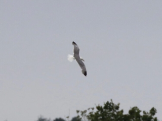 Yellow-legged Gull, Holmethorpe SP (G Hay).