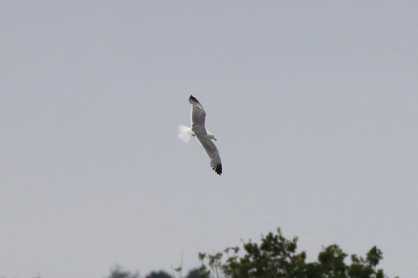 Yellow-legged Gull, Holmethorpe SP (G Hay).